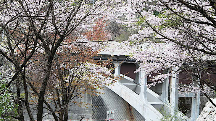 渡良瀬橋と桜