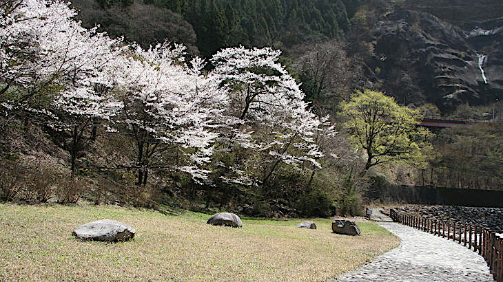 花の渡良瀬公園